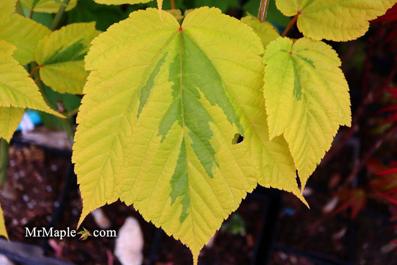 - Acer rufinerve 'Sunshine' Variegated Snakebark Japanese Maple - Mr Maple │ Buy Japanese Maple Trees