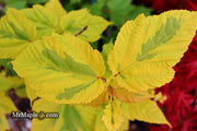 - Acer rufinerve 'Sunshine' Variegated Snakebark Japanese Maple - Mr Maple │ Buy Japanese Maple Trees