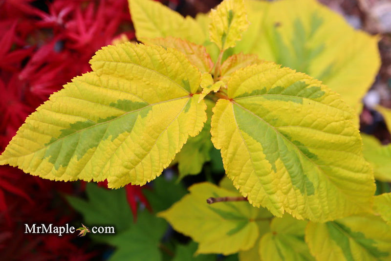 - Acer rufinerve 'Sunshine' Variegated Snakebark Japanese Maple - Mr Maple │ Buy Japanese Maple Trees