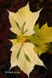 - Acer rufinerve 'Sunshine' Variegated Snakebark Japanese Maple - Mr Maple │ Buy Japanese Maple Trees