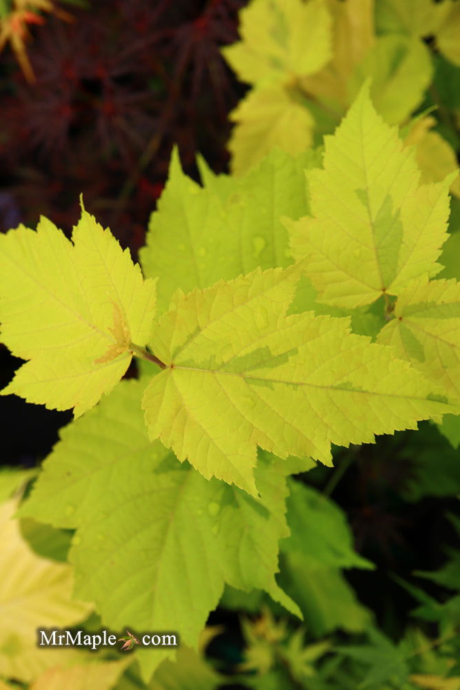 - Acer rufinerve 'Sunshine' Variegated Snakebark Japanese Maple - Mr Maple │ Buy Japanese Maple Trees