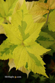 - Acer rufinerve 'Sunshine' Variegated Snakebark Japanese Maple - Mr Maple │ Buy Japanese Maple Trees