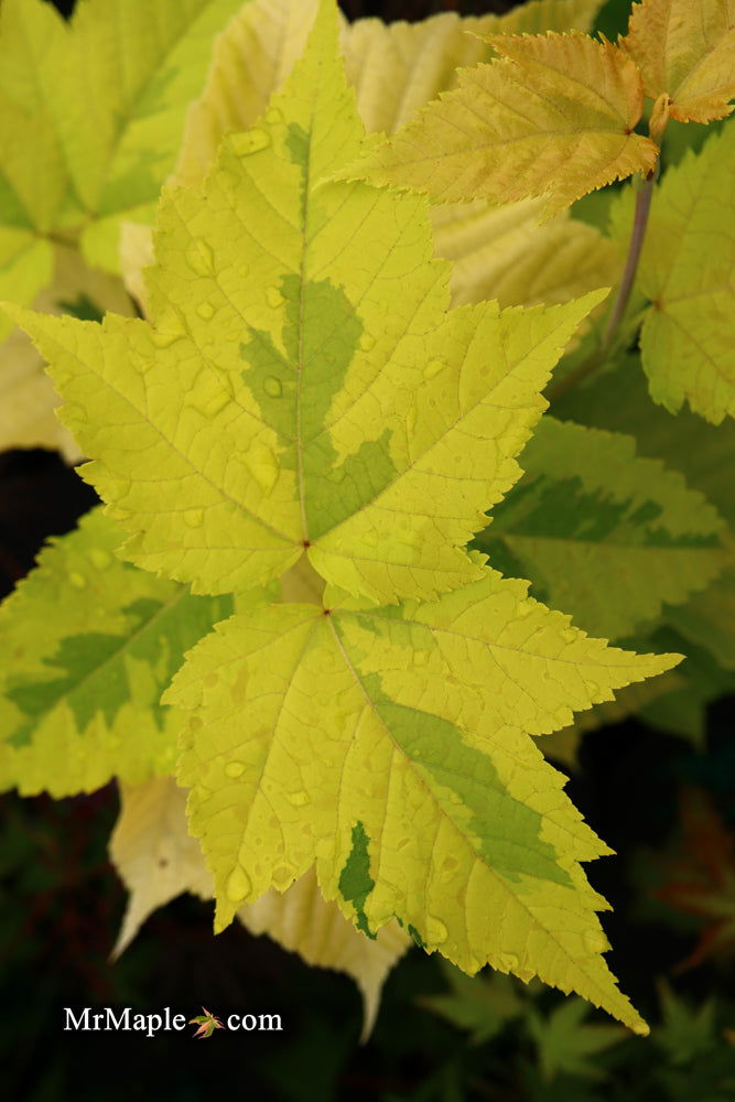 - Acer rufinerve 'Sunshine' Variegated Snakebark Japanese Maple - Mr Maple │ Buy Japanese Maple Trees
