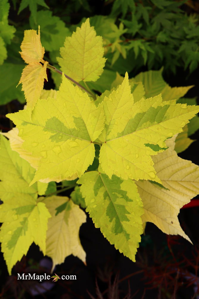 - Acer rufinerve 'Sunshine' Variegated Snakebark Japanese Maple - Mr Maple │ Buy Japanese Maple Trees