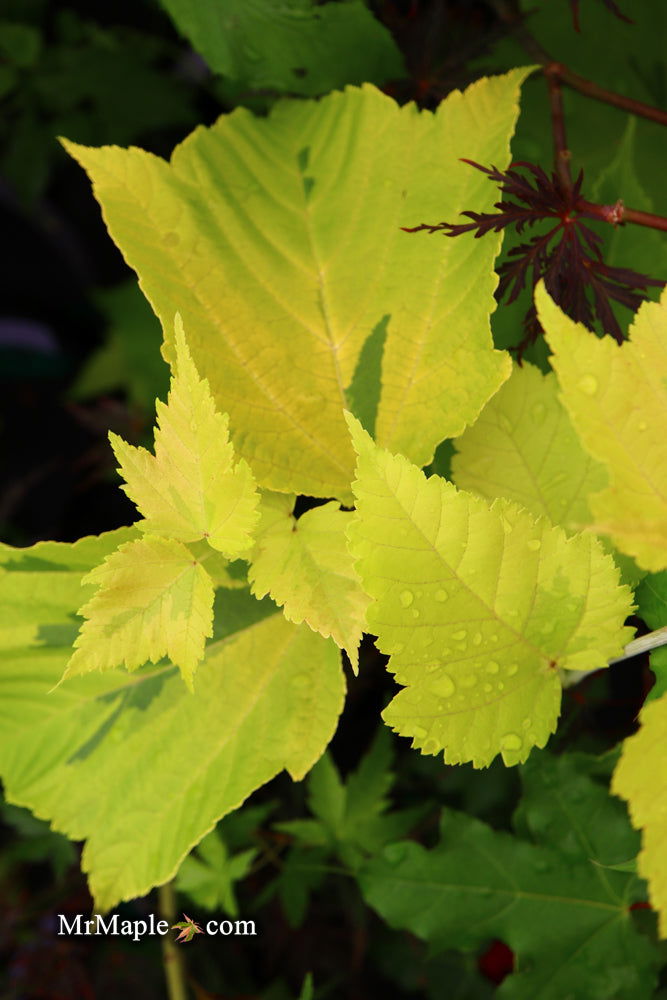 - Acer rufinerve 'Sunshine' Variegated Snakebark Japanese Maple - Mr Maple │ Buy Japanese Maple Trees