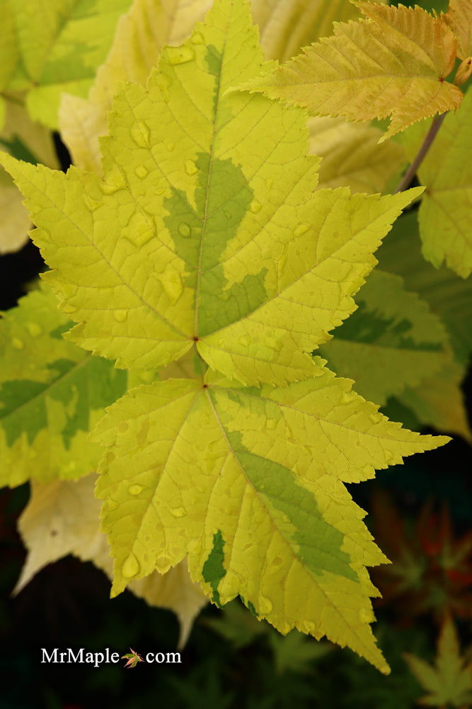 - Acer rufinerve 'Sunshine' Variegated Snakebark Japanese Maple - Mr Maple │ Buy Japanese Maple Trees
