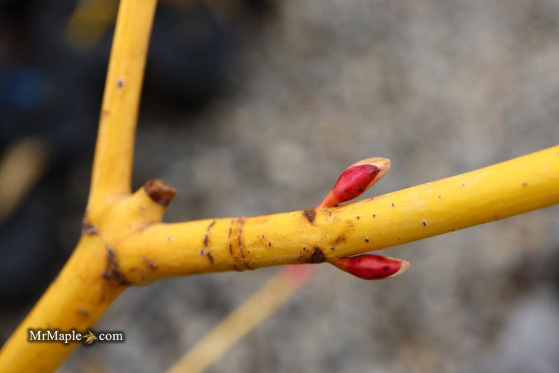 - Acer rufinerve 'Winter Gold' Yellow Bark Snakebark Japanese Maple - Mr Maple │ Buy Japanese Maple Trees