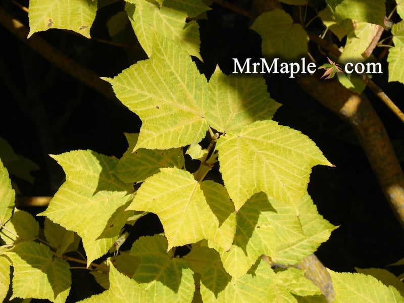 - Acer rufinerve 'Winter Gold' Yellow Bark Snakebark Japanese Maple - Mr Maple │ Buy Japanese Maple Trees