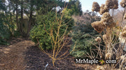 - Acer rufinerve 'Winter Gold' Yellow Bark Snakebark Japanese Maple - Mr Maple │ Buy Japanese Maple Trees