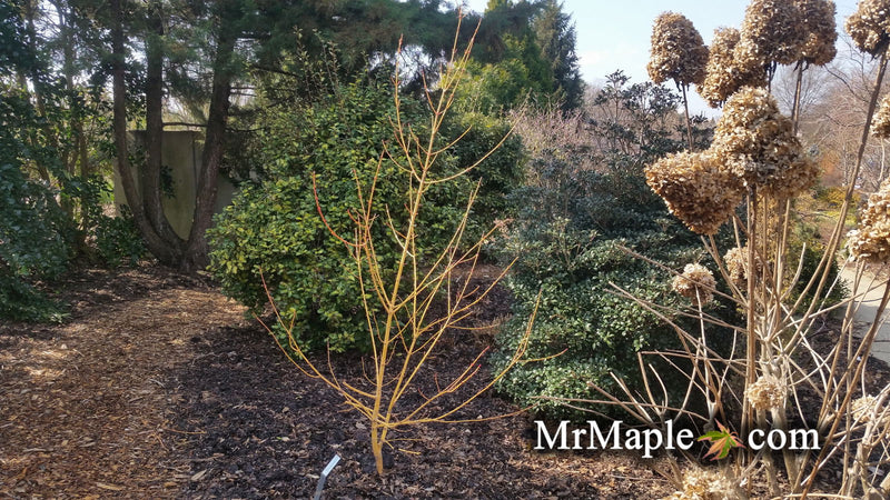 - Acer rufinerve 'Winter Gold' Yellow Bark Snakebark Japanese Maple - Mr Maple │ Buy Japanese Maple Trees