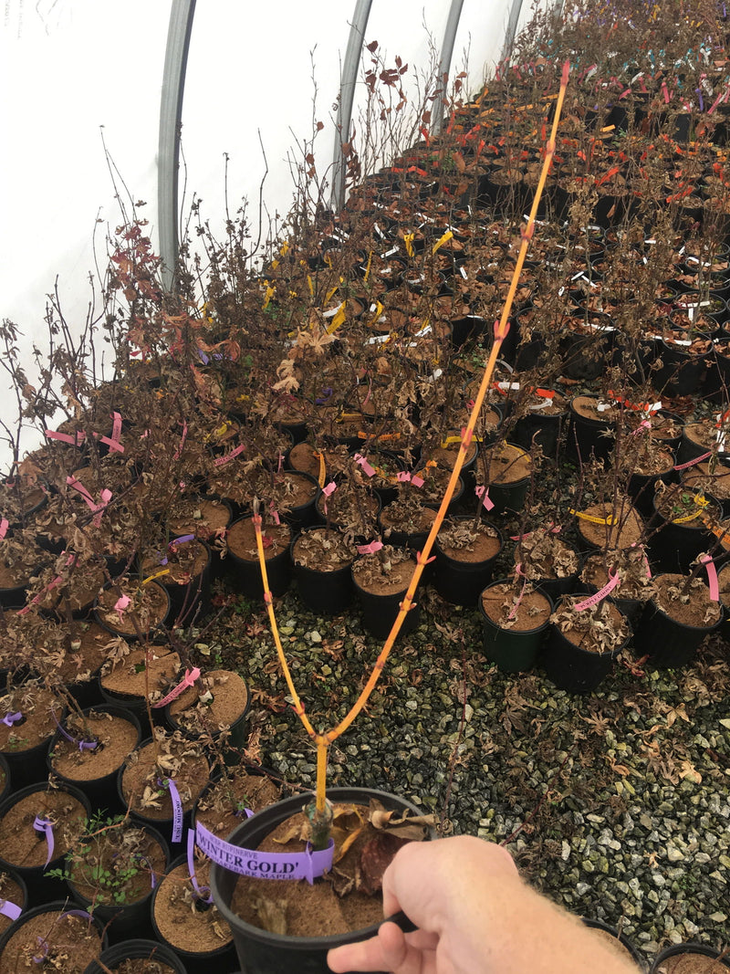 - Acer rufinerve 'Winter Gold' Yellow Bark Snakebark Japanese Maple - Mr Maple │ Buy Japanese Maple Trees