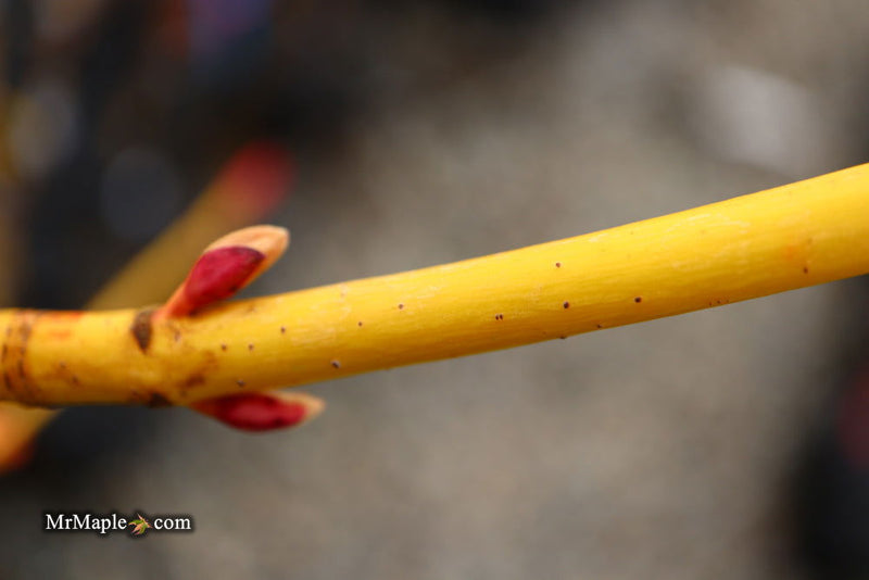 - Acer rufinerve 'Winter Gold' Yellow Bark Snakebark Japanese Maple - Mr Maple │ Buy Japanese Maple Trees