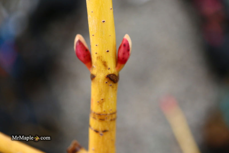 - Acer rufinerve 'Winter Gold' Yellow Bark Snakebark Japanese Maple - Mr Maple │ Buy Japanese Maple Trees