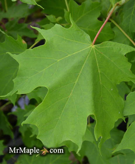 - Acer saccharum 'Endowment' Conical Sugar Maple - Mr Maple │ Buy Japanese Maple Trees