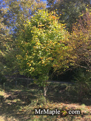 - Acer saccharum 'Green Column' Columnar Sugar Maple - Mr Maple │ Buy Japanese Maple Trees