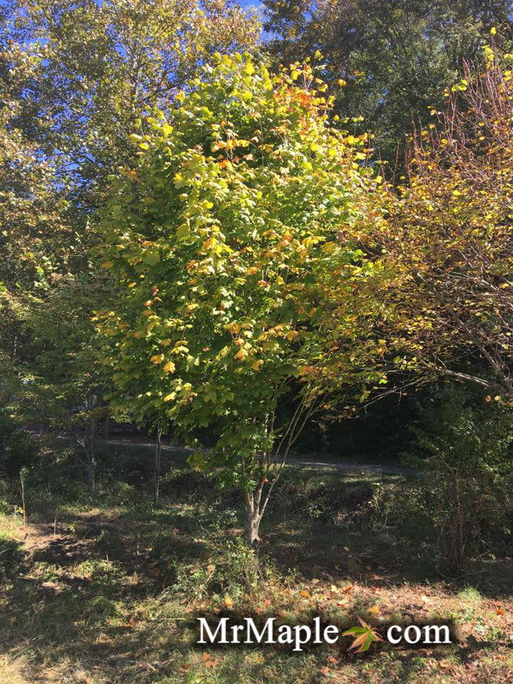 - Acer saccharum 'Green Column' Columnar Sugar Maple - Mr Maple │ Buy Japanese Maple Trees