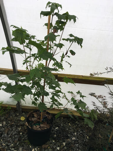 - Acer saccharum 'Green Column' Columnar Sugar Maple - Mr Maple │ Buy Japanese Maple Trees