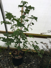 - Acer saccharum 'Green Column' Columnar Sugar Maple - Mr Maple │ Buy Japanese Maple Trees