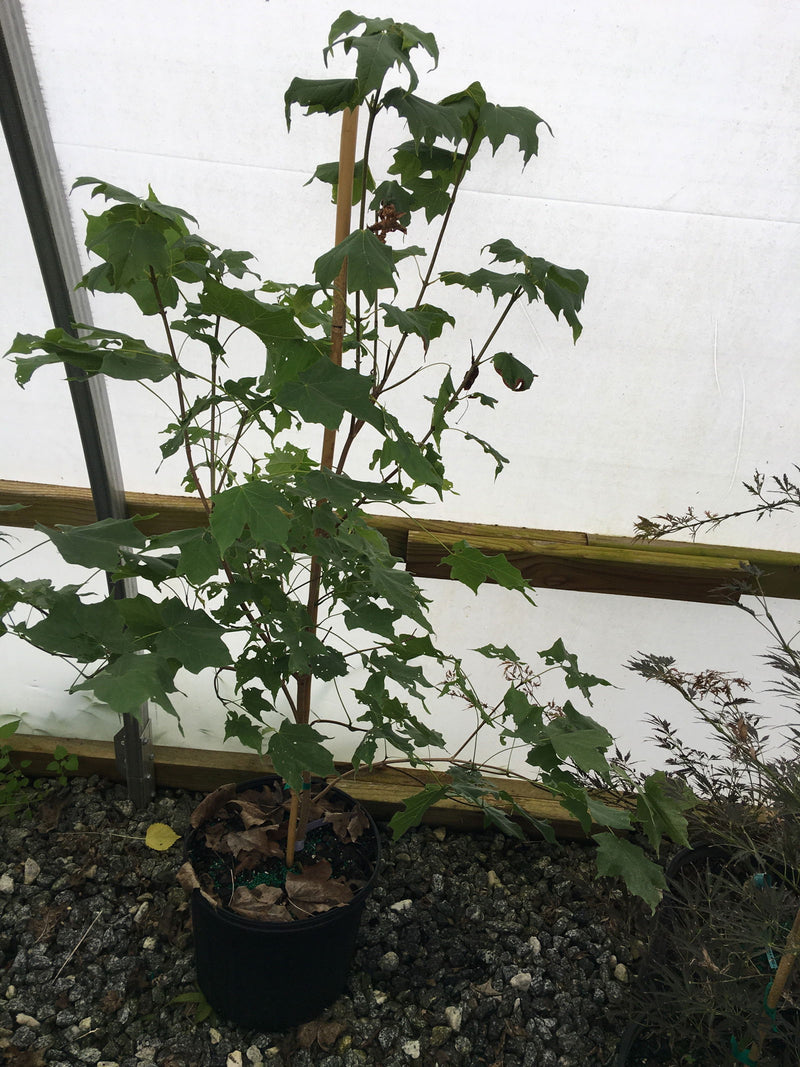 - Acer saccharum 'Green Column' Columnar Sugar Maple - Mr Maple │ Buy Japanese Maple Trees