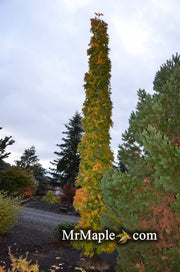 - Acer saccharum 'Monumentale' Columnar Sugar Maple - Mr Maple │ Buy Japanese Maple Trees