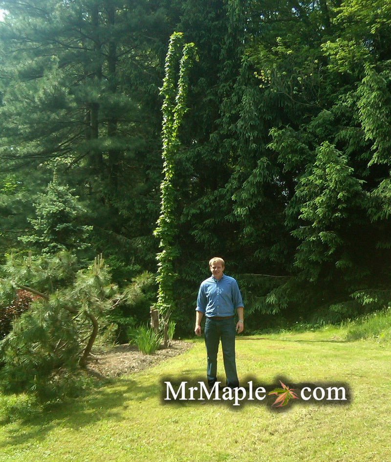 - Acer saccharum 'Monumentale' Columnar Sugar Maple - Mr Maple │ Buy Japanese Maple Trees
