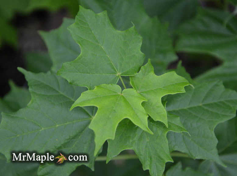 - Acer saccharum 'Reba' Narrow Sugar Maple - Mr Maple │ Buy Japanese Maple Trees