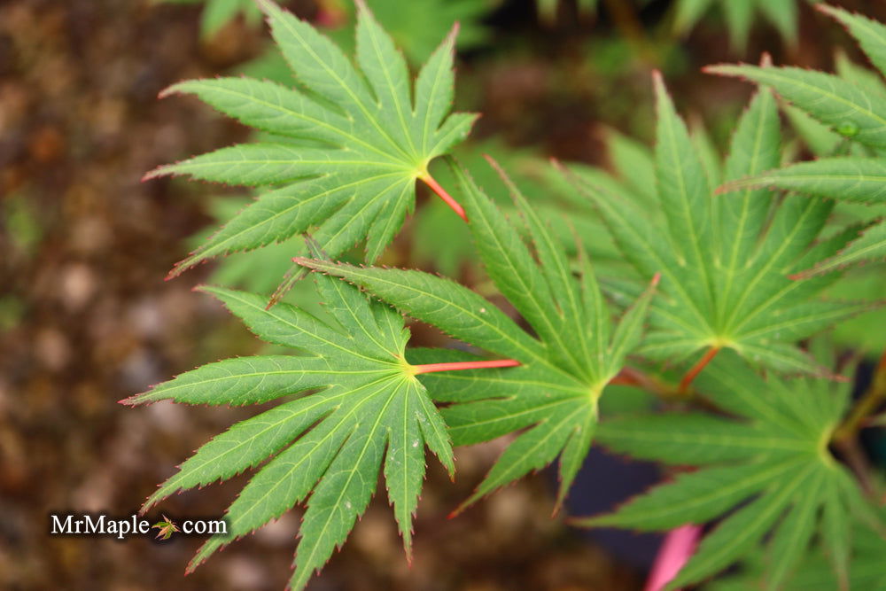 Buy Acer shirasawanum '6910' Full Moon Japanese Maple — Mr Maple
