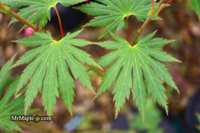 - Acer shirasawanum '6910' Full Moon Japanese Maple - Mr Maple │ Buy Japanese Maple Trees