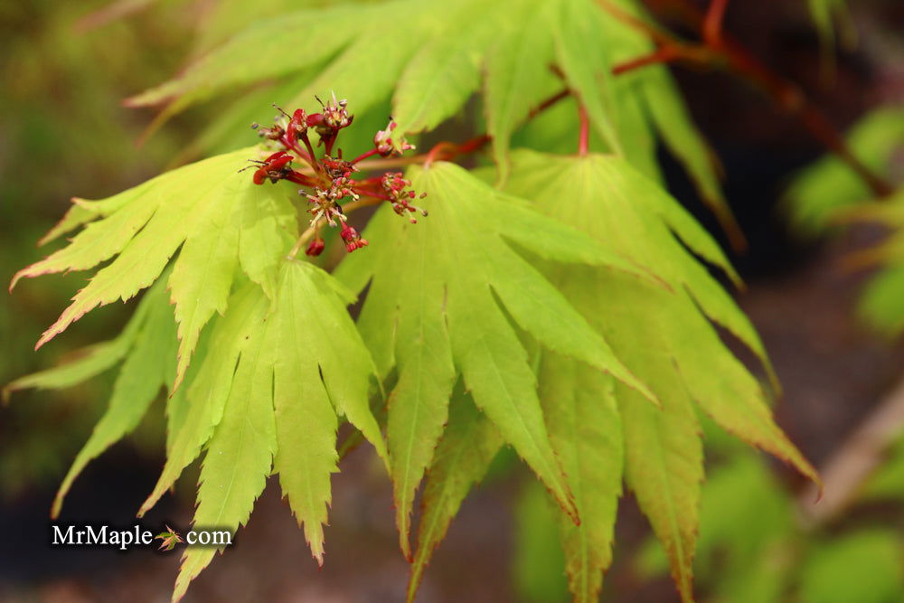 Buy Acer shirasawanum '6910' Full Moon Japanese Maple — Mr Maple