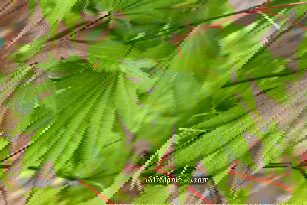 maple　笑主70点 maple 笑主70点 maple 笑主70点 INFORMATION ｜ ゼクストリーム