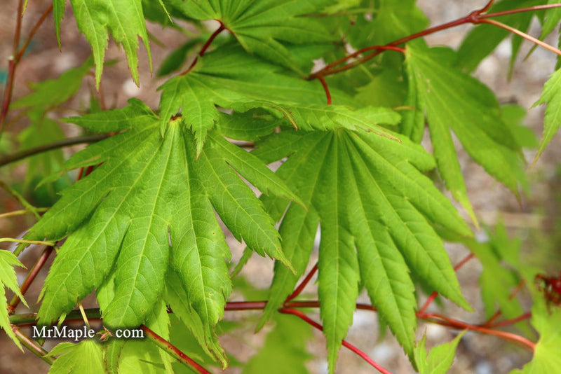 - Acer shirasawanum '6910' Full Moon Japanese Maple - Mr Maple │ Buy Japanese Maple Trees