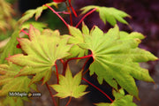 - Acer shirasawanum '6910' Full Moon Japanese Maple - Mr Maple │ Buy Japanese Maple Trees