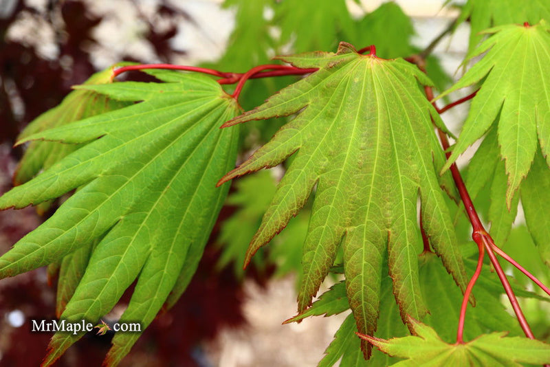 - Acer shirasawanum '6910' Full Moon Japanese Maple - Mr Maple │ Buy Japanese Maple Trees