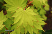 - Acer shirasawanum 'Aureum' Golden Full Moon Japanese Maple - Mr Maple │ Buy Japanese Maple Trees