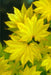 Acer shirasawanum 'Aureum' Golden Full Moon Japanese Maple - Mr Maple │ Buy Japanese Maple Trees