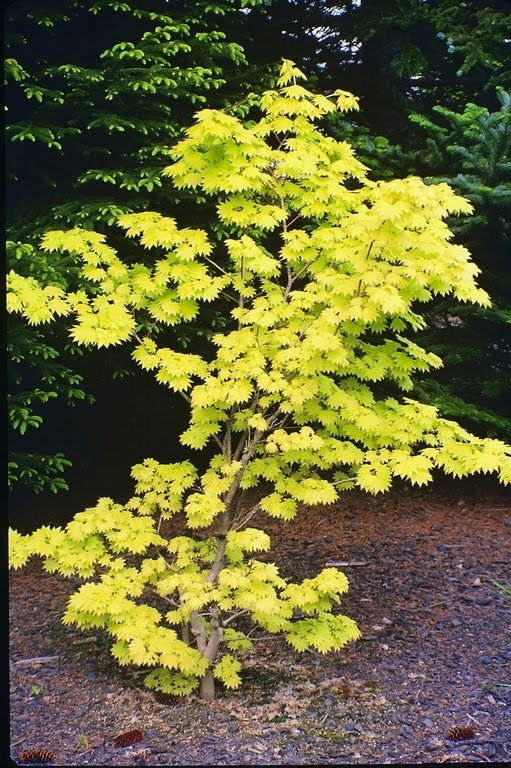 - Acer shirasawanum 'Aureum' Golden Full Moon Japanese Maple - Mr Maple │ Buy Japanese Maple Trees