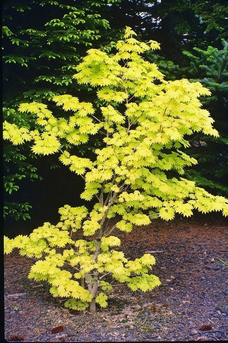 Acer shirasawanum 'Aureum' Golden Full Moon Japanese Maple - Mr Maple │ Buy Japanese Maple Trees