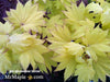 Acer shirasawanum 'Aureum' Golden Full Moon Japanese Maple - Mr Maple │ Buy Japanese Maple Trees