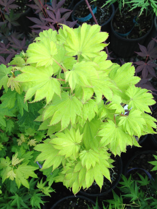 Acer shirasawanum 'Aureum' Golden Full Moon Japanese Maple - Mr Maple │ Buy Japanese Maple Trees