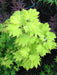 Acer shirasawanum 'Aureum' Golden Full Moon Japanese Maple - Mr Maple │ Buy Japanese Maple Trees