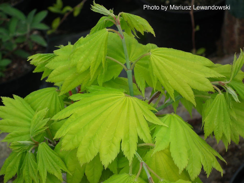 Acer shirasawanum 'Aureum' Golden Full Moon Japanese Maple - Mr Maple │ Buy Japanese Maple Trees