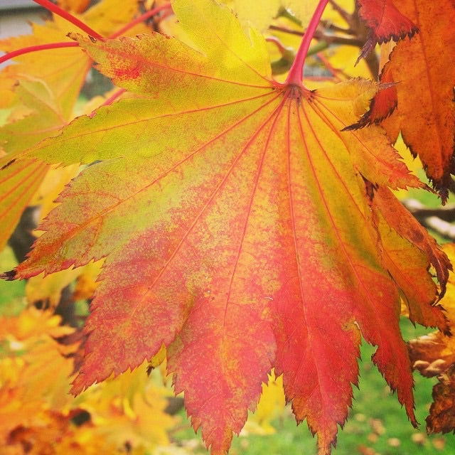 Acer shirasawanum 'Aureum' Golden Full Moon Japanese Maple - Mr Maple │ Buy Japanese Maple Trees