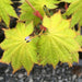 Acer shirasawanum 'Aureum' Golden Full Moon Japanese Maple - Mr Maple │ Buy Japanese Maple Trees