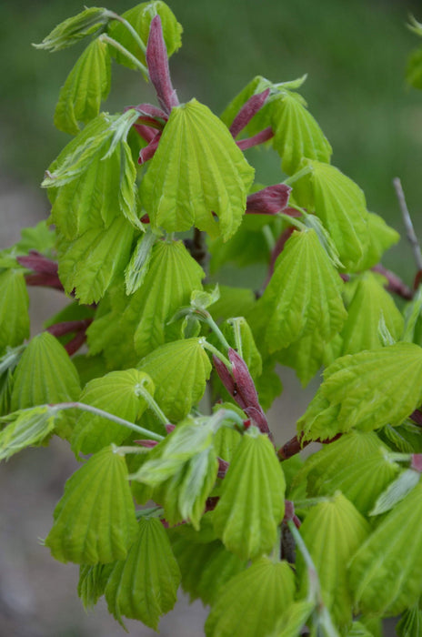 Acer shirasawanum 'Aureum' Golden Full Moon Japanese Maple - Mr Maple │ Buy Japanese Maple Trees