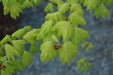 Acer shirasawanum 'Aureum' Golden Full Moon Japanese Maple - Mr Maple │ Buy Japanese Maple Trees