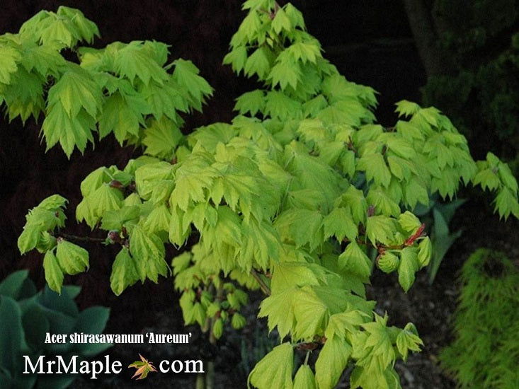 Acer shirasawanum 'Aureum' Golden Full Moon Japanese Maple - Mr Maple │ Buy Japanese Maple Trees