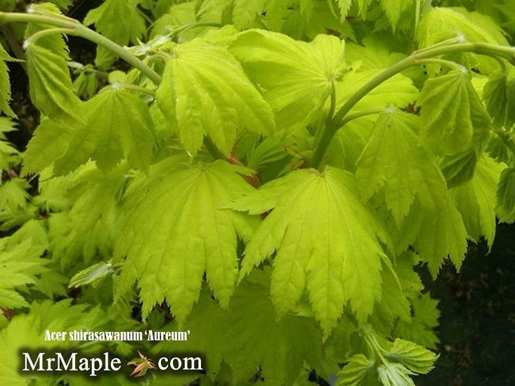 Acer shirasawanum 'Aureum' Golden Full Moon Japanese Maple - Mr Maple │ Buy Japanese Maple Trees