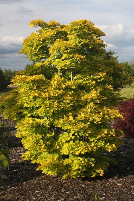 Acer shirasawanum 'Aureum' Golden Full Moon Japanese Maple - Mr Maple │ Buy Japanese Maple Trees