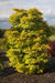 Acer shirasawanum 'Aureum' Golden Full Moon Japanese Maple - Mr Maple │ Buy Japanese Maple Trees