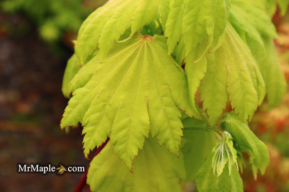 Acer shirasawanum 'Aureum' Golden Full Moon Japanese Maple - Mr Maple │ Buy Japanese Maple Trees